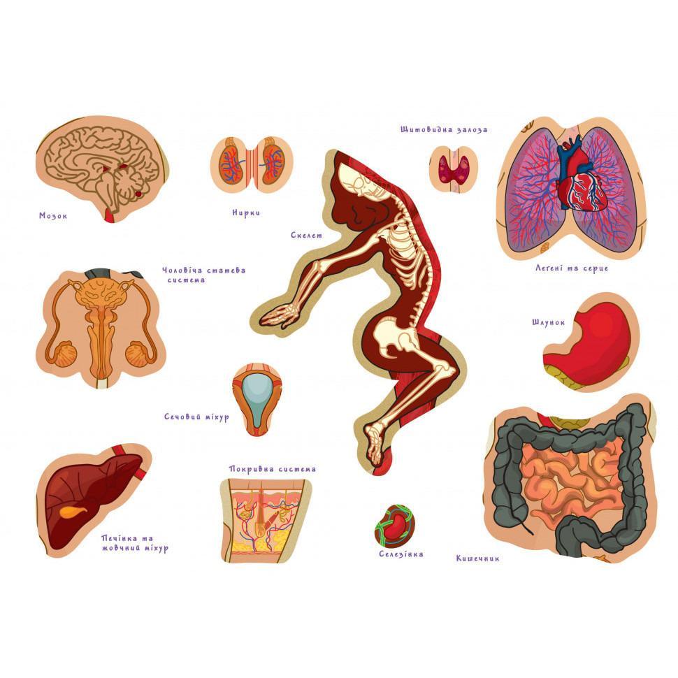 Настільна гра Умняшка Тіло людини Різнокольоровий (SR-113-N-321) - фото 3 Настільна гра Умняшка Тіло людини Різнокольоровий (SR-113-N-321) - фото 3