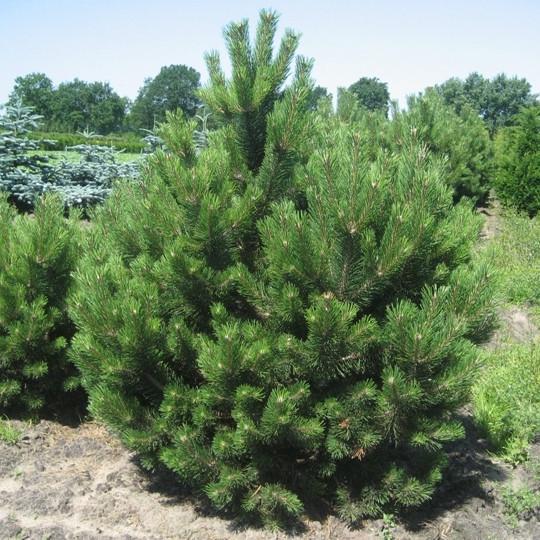 Саженец сосны Черной Австрийской Pinus Nigra Austriaca Р9 (1314113147)