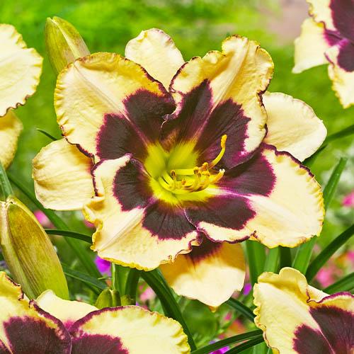 Лилейник Florium Celebration of Angels (8830)