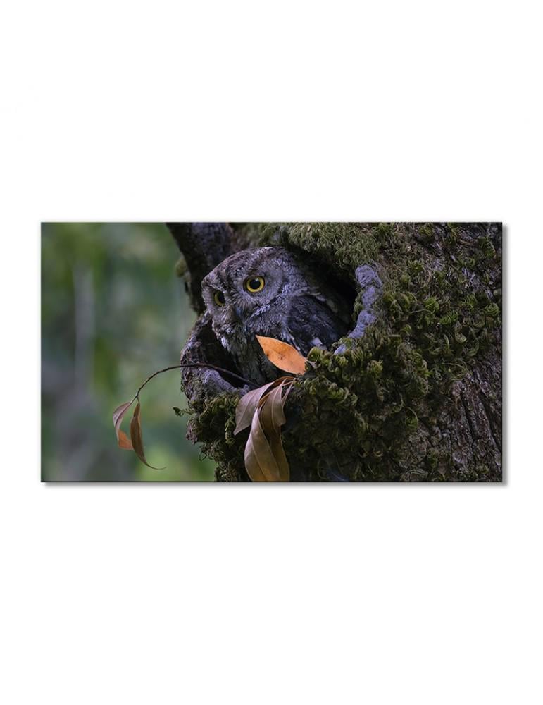 Картина модульная Сова в дупле 1 модуль 70x105 см