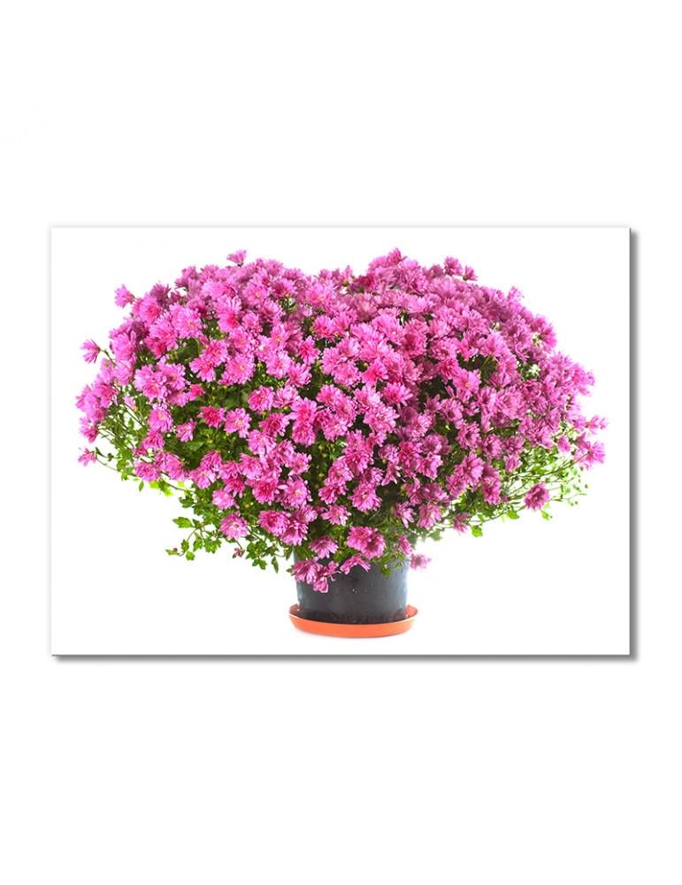 Картина модульная Сердце из розовых хризантем 1 модуль 70x105 см