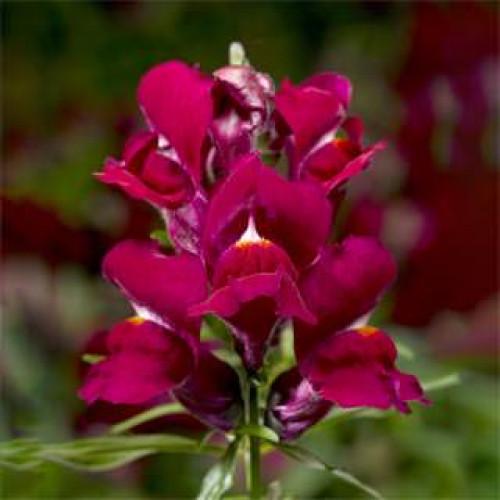 Семена цветов Syngenta Львиный зев Snaptini Violet 1000 шт. (BN08390)
