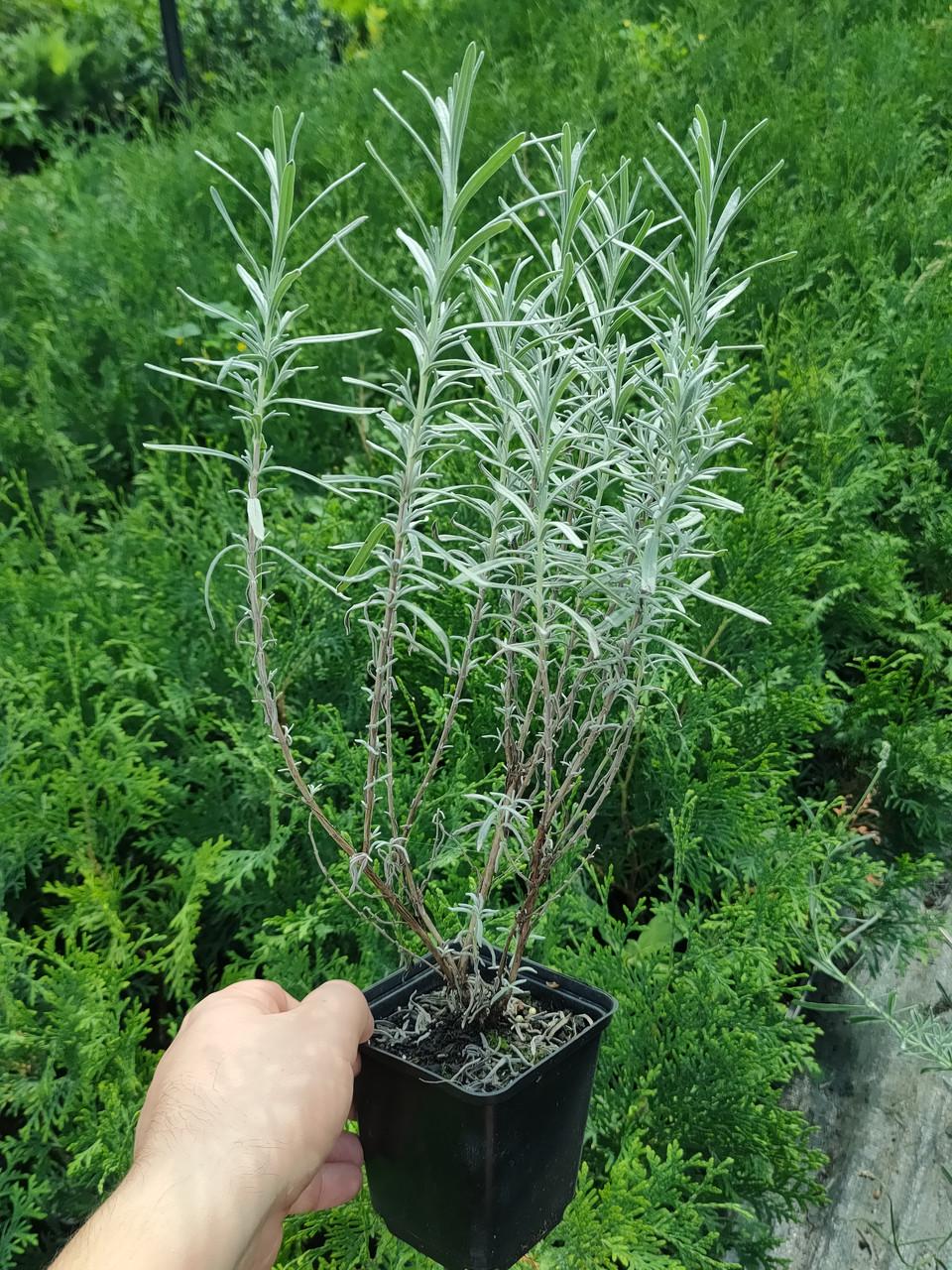 Саженцы Lavandula angustifolia лаванды узколистной в горшке 0,5 л - фото 2