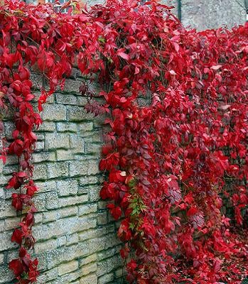 Саджанці виноград п'ятилистовий дівочий у горщику 0,5 л