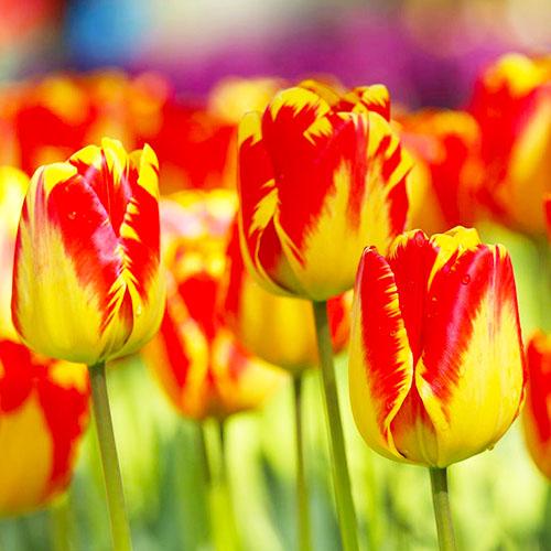 Тюльпан Florium Banja Luka (11046) - фото 3 Тюльпан Florium Banja Luka (11046) - фото 3