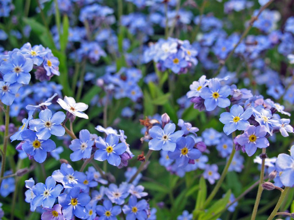 Семена цветов Незабудка Bellamy Light Blue (BN12740-2)