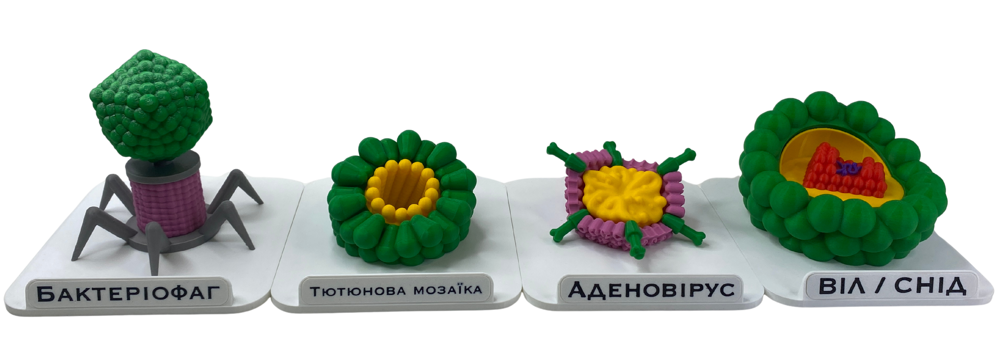 Набор моделей обучающих демонстрационных вирусов и микроорганизмов