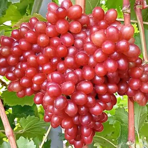 Саженцы винограда Алиса черенкованный 1-летний (3054200784)