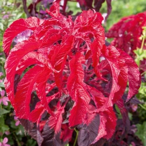 Семена цветов Амарант Tricolor Early Splendor Sakata 100 шт. (BN06361-3)