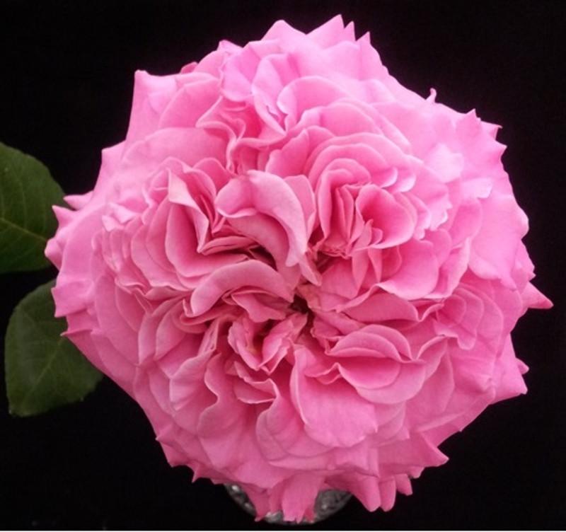 Троянда Velet Ashley Чайно-гібридна на штамбі (2669460714)