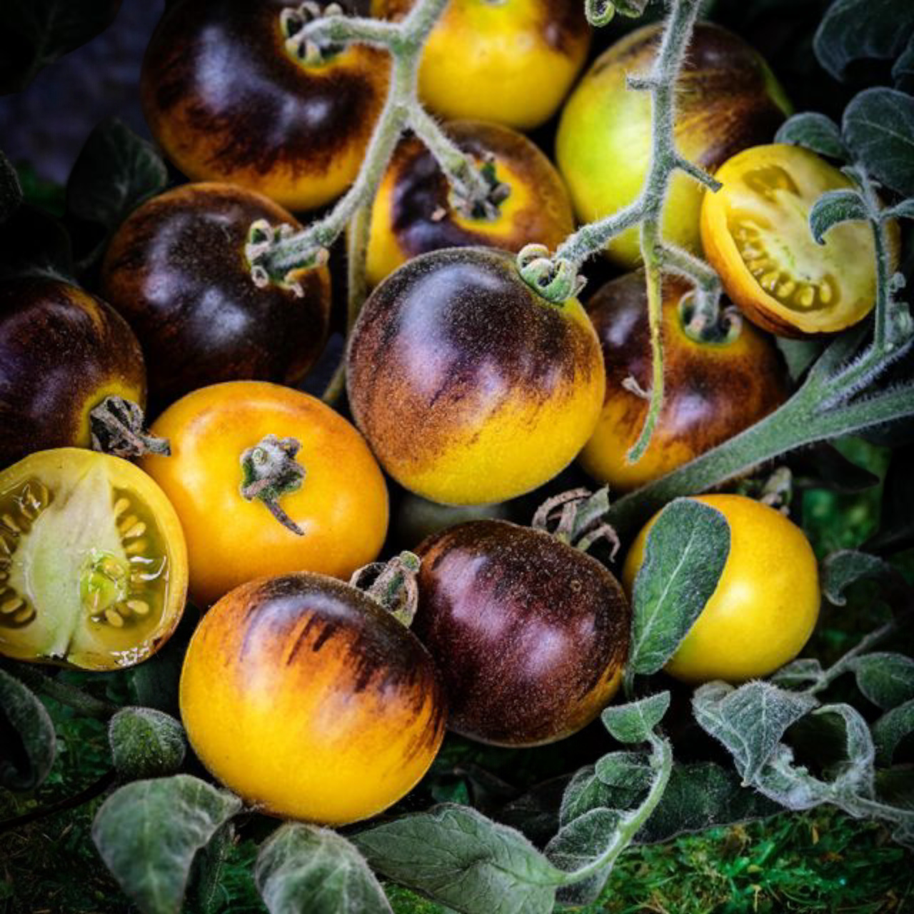 Семена Помидор Wooly Kate 5 шт. (2515410913)