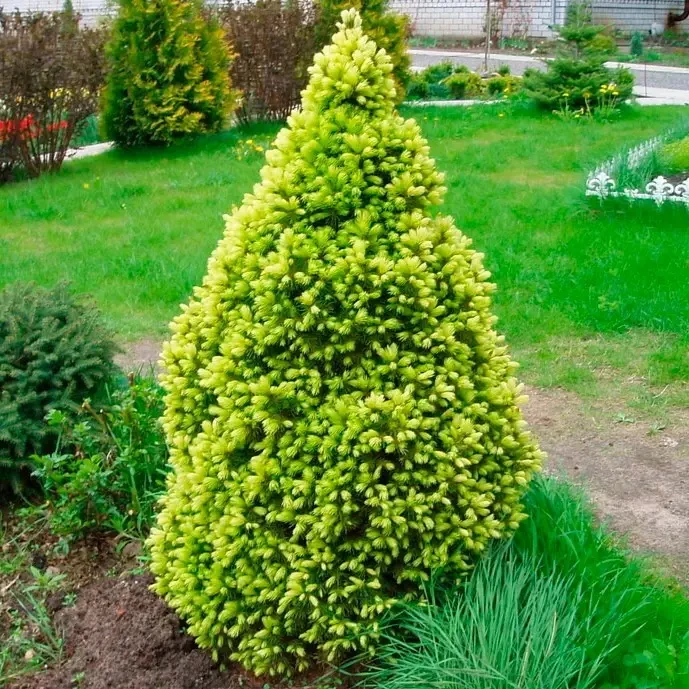 Саженцы ели канадской Рейнбоуз энд PICEA GLAUCA RAINBOW'S ЕND в горшке 2 л