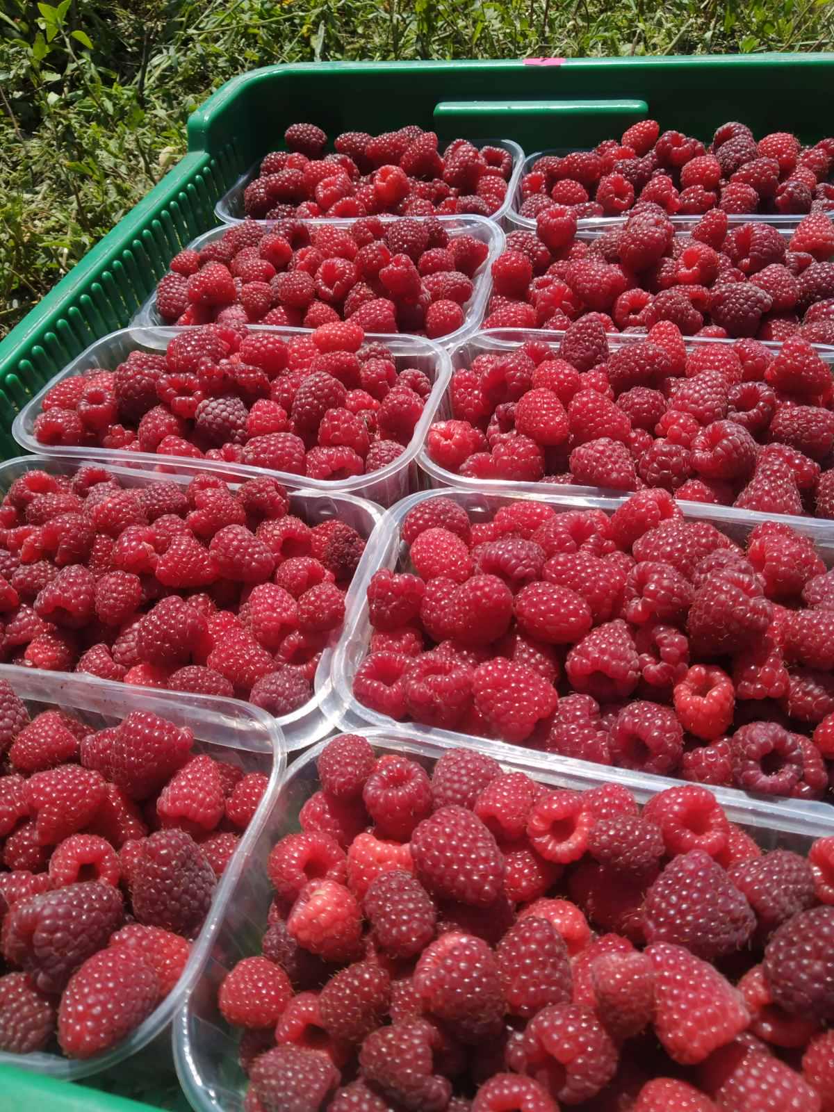 Саджанці малини 50 шт. (8632) - фото 2 Саджанці малини 50 шт. (8632) - фото 2