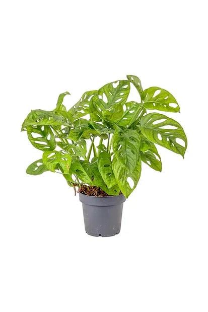 Монстера Манки 12/50 см. (2683780956) Монстера Манки 12/50 см. (2683780956)