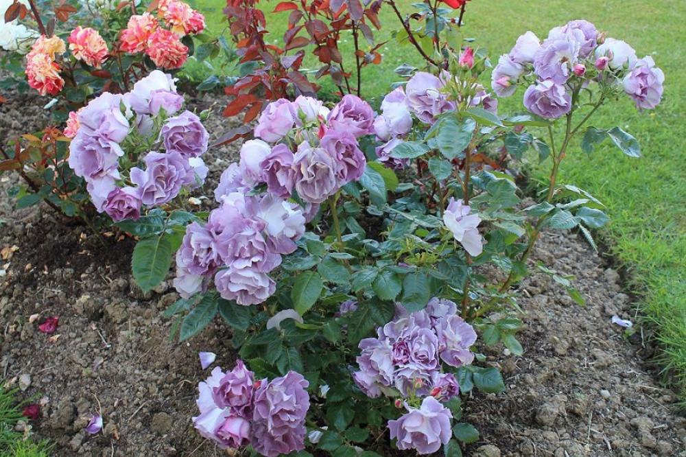 Троянда Blue for You Флорібунда (2669455783) - фото 2