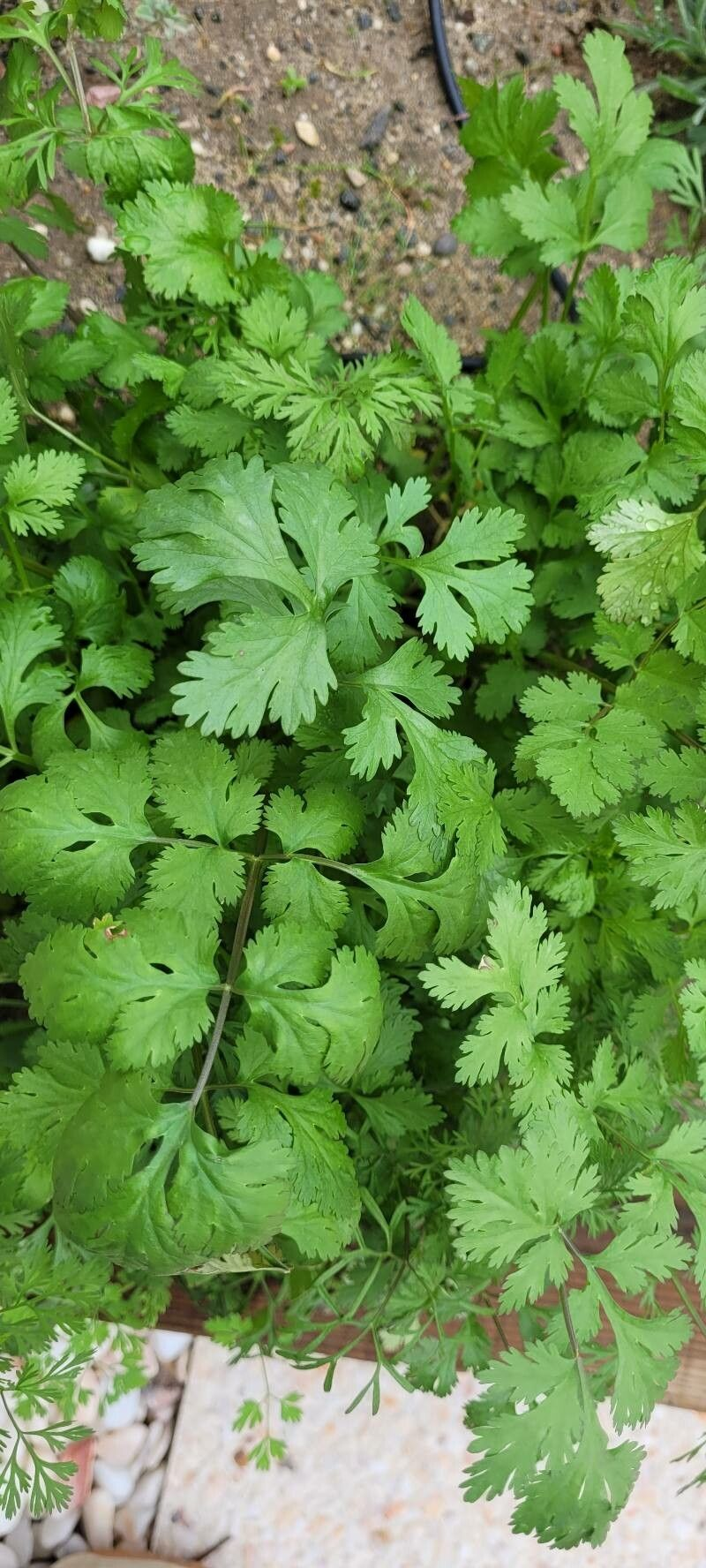 Насіння Коріандр Бурштин кінза 4 г 450 шт. (RS-00906)