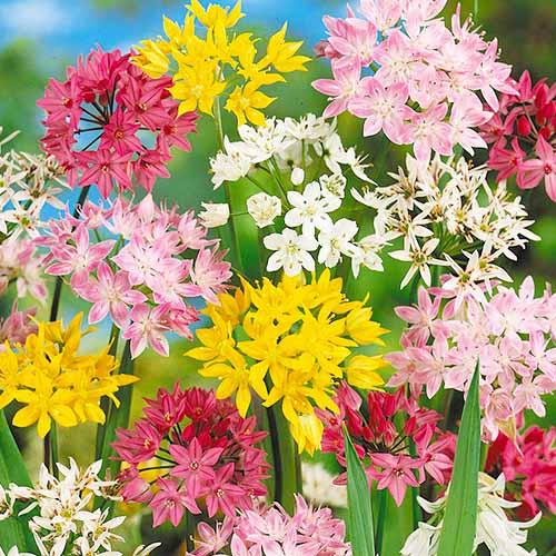 Аллиум Florium Микс (3719)