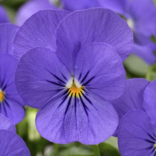 Семена цветов Виола рогатая Syngenta Penny Blue 100 шт. (BN03681-3)