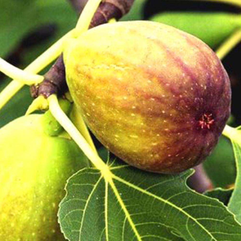 Саджанець інжиру Королівський (14965970)