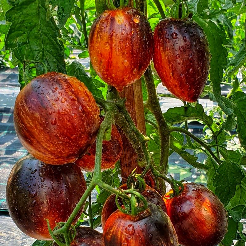 Семена томата Гаргамел 10 шт./5 пак (38291913)