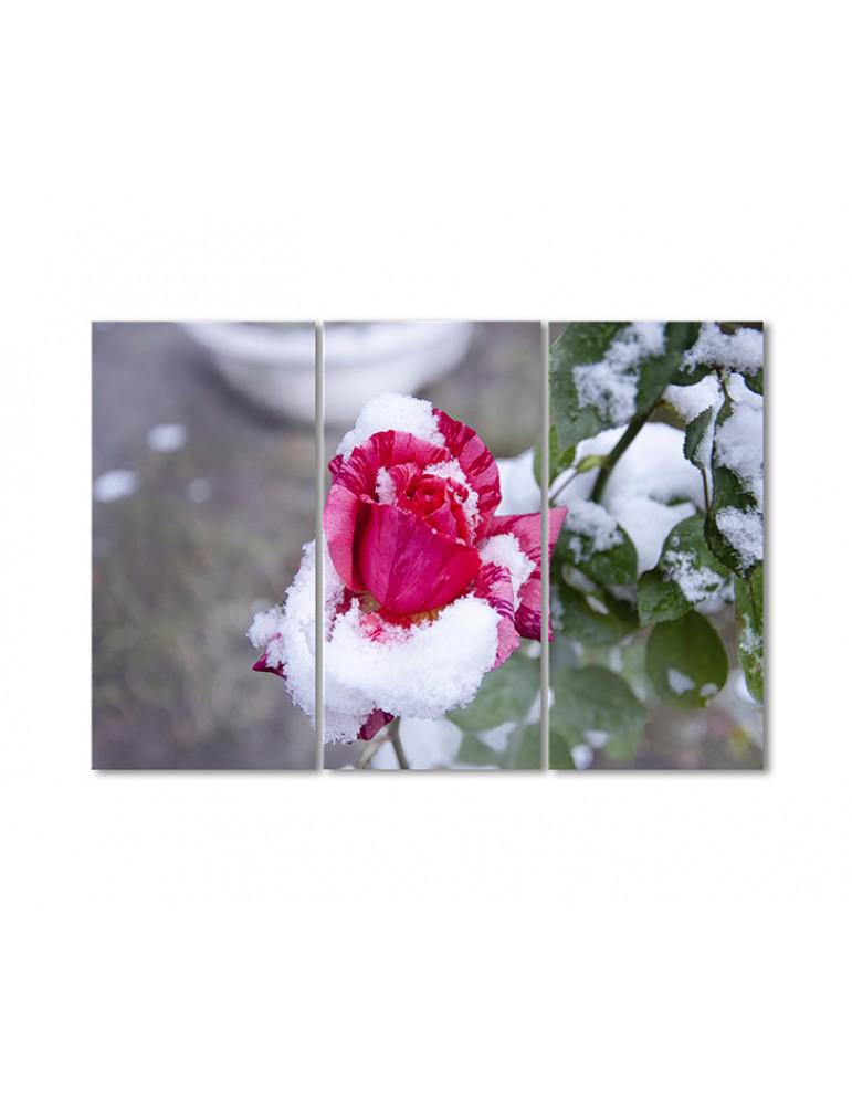 Картина модульная Розовая роза в снегу 3 модуля 70x105 см