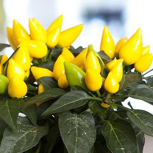 Семена Перець Florium гострий Румунський Жовтий (13365)