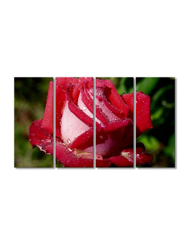 Картина модульная Роза в каплях воды 4 модуля 90x135 см