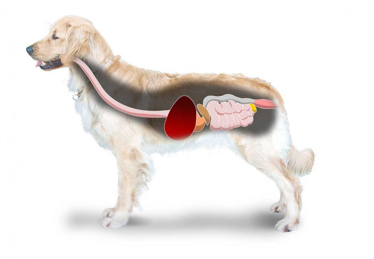 Корм для собак додатковий Phapma Pet FecalPlus для зміцнення та стимулювання кишкової флори 235 г (041240) - фото 2