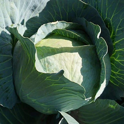 Насіння Капуста білокачанна Ріекшн F1 Bejo ТД Гекса-Україна 01-06-145 2500 шт. (IR002659)