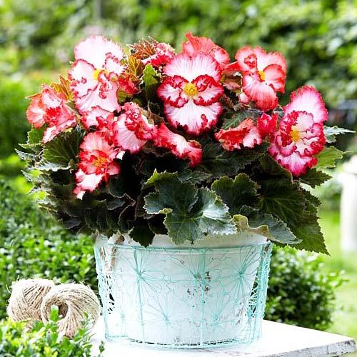 Бегония Florium Crispa Marginata Florium Бело-красный (4464)