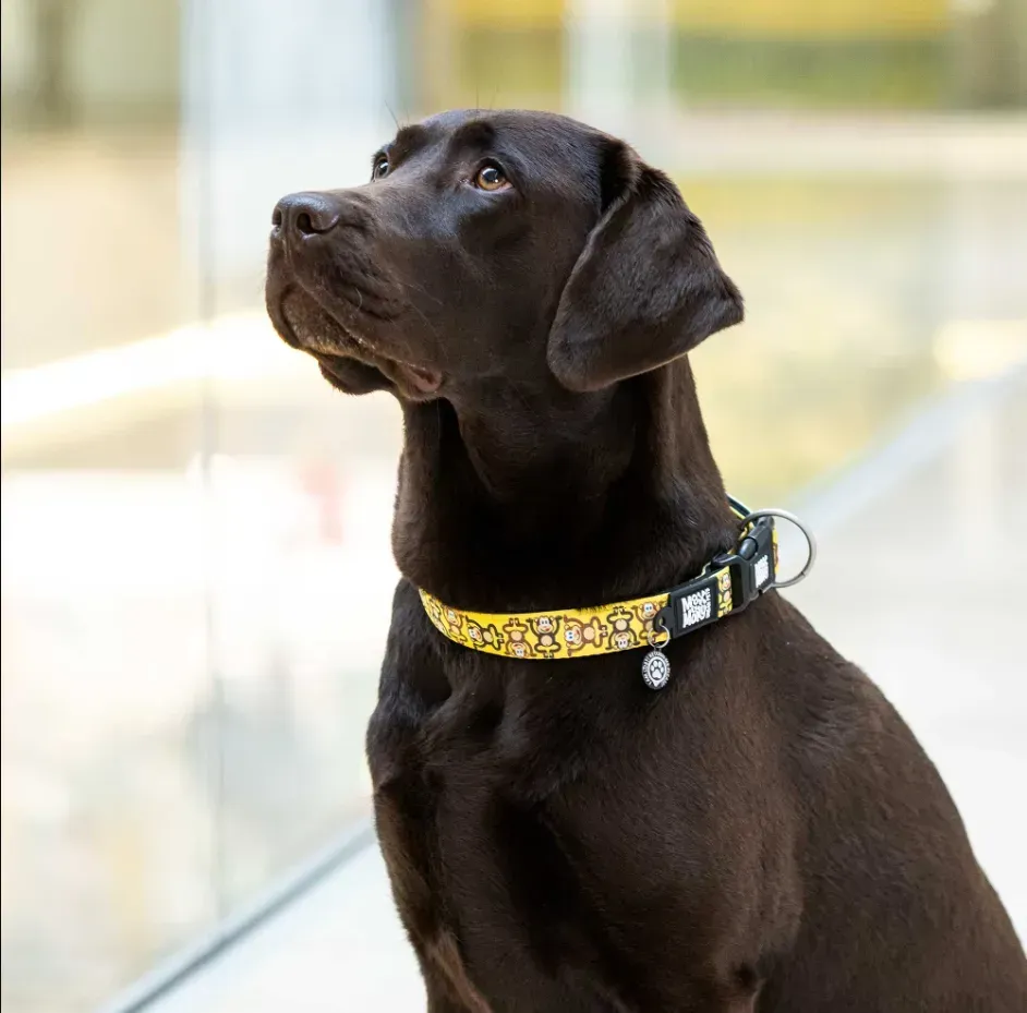 Ошейник для собак Max&Molly Smart ID Collar Monkey Maniac L (27426370) - фото 2 Ошейник для собак Max&Molly Smart ID Collar Monkey Maniac L (27426370) - фото 2