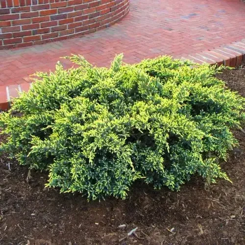Саженцы Можжевельника чешуйчатого Дрим Джой Juniperus squamata Dream Joy в контейнере 0,5 л Саженцы Можжевельника чешуйчатого Дрим Джой Juniperus squamata Dream Joy в контейнере 0,5 л