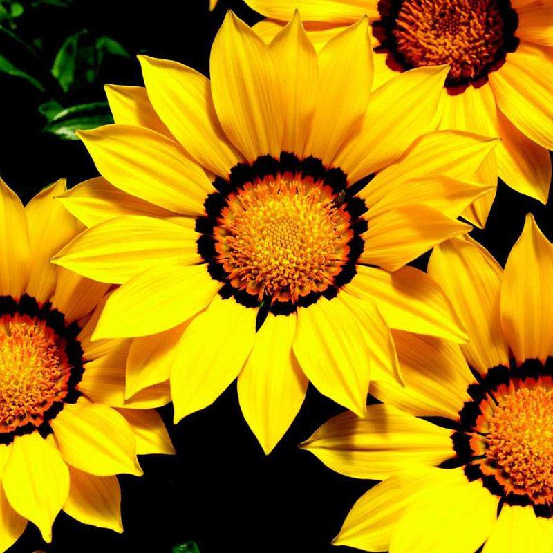 Семена Газания жестколистая Kiss Yellow ТД Гекса-Украина 02-01-593 100 шт. (IR003217)