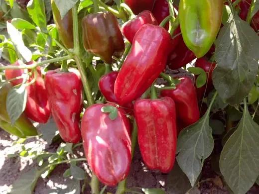 Насіння Перец Конусоподібний Enza Zaden AMARETTA F1 500 шт. (2289505789) Насіння Перец Конусоподібний Enza Zaden AMARETTA F1 500 шт. (2289505789)