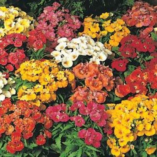 Семена цветов PanAmerican Немезия SUNDROPS h 30 см MIX 25 шт. (BN05625-4)