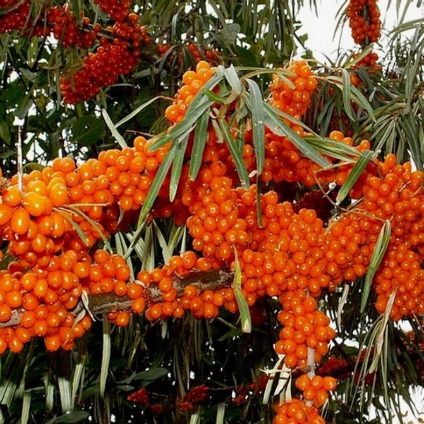 Саджанець обліпихи Подільська жіноча середня (1228267277) Саджанець обліпихи Подільська жіноча середня (1228267277)