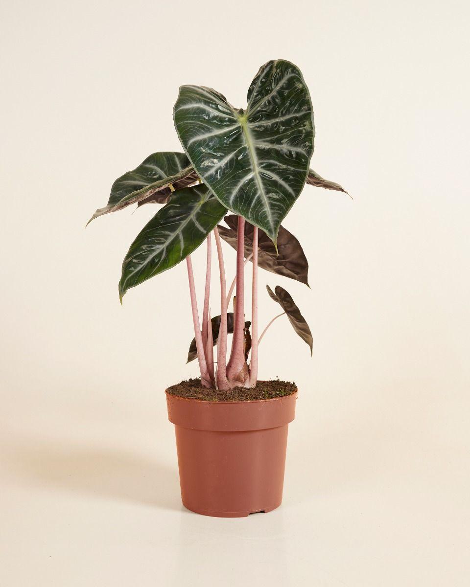 Алоказія Пінк Драгон 12/45 см (2698891558) - фото 2 Алоказія Пінк Драгон 12/45 см (2698891558) - фото 2