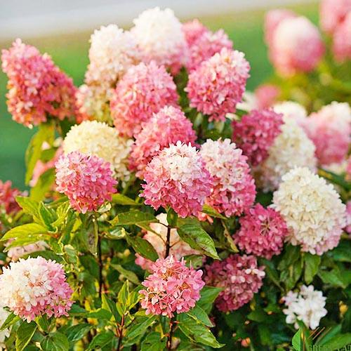 Гортензия Florium Touch of Pink (12142)