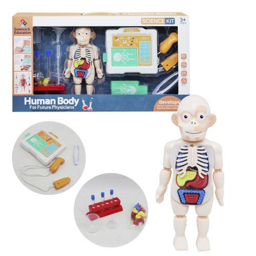Игровой набор Анатомия (177511)