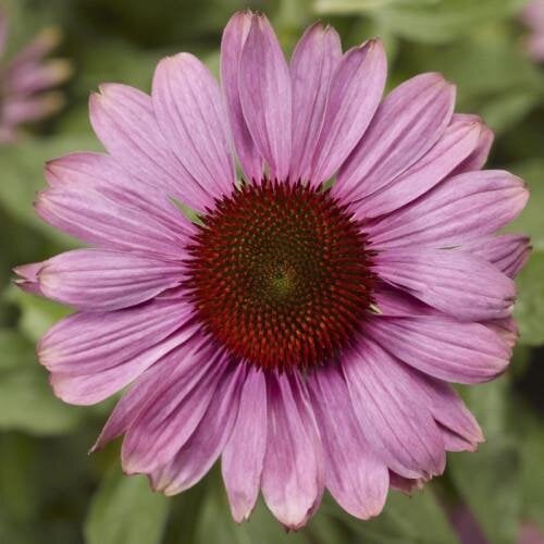 Насіння квітів Ехінацея Prairie SpendorCompact Rose Syngenta 100 шт. (BN12219-2)