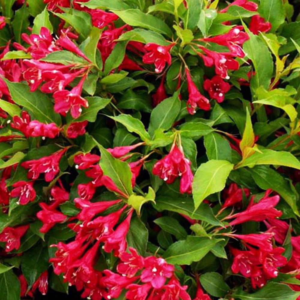 Саженец вейгелы Красной (14965054)