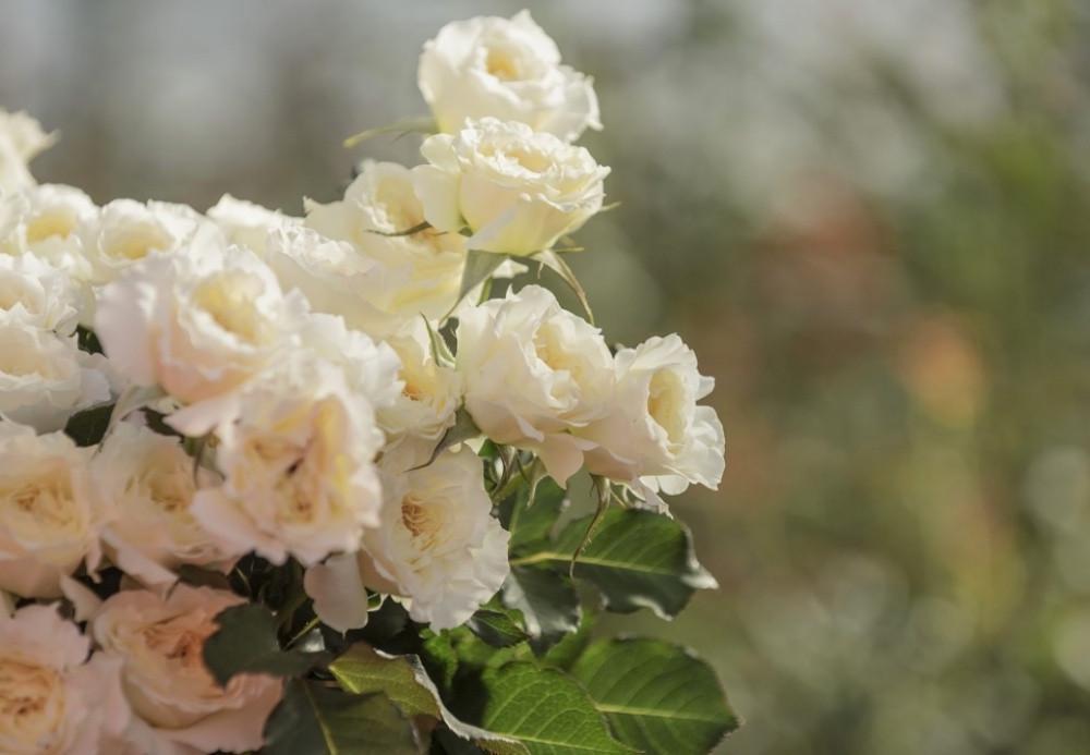 Роза английская Velet Patience в контейнере (2558773046) - фото 4 Роза английская Velet Patience в контейнере (2558773046) - фото 4