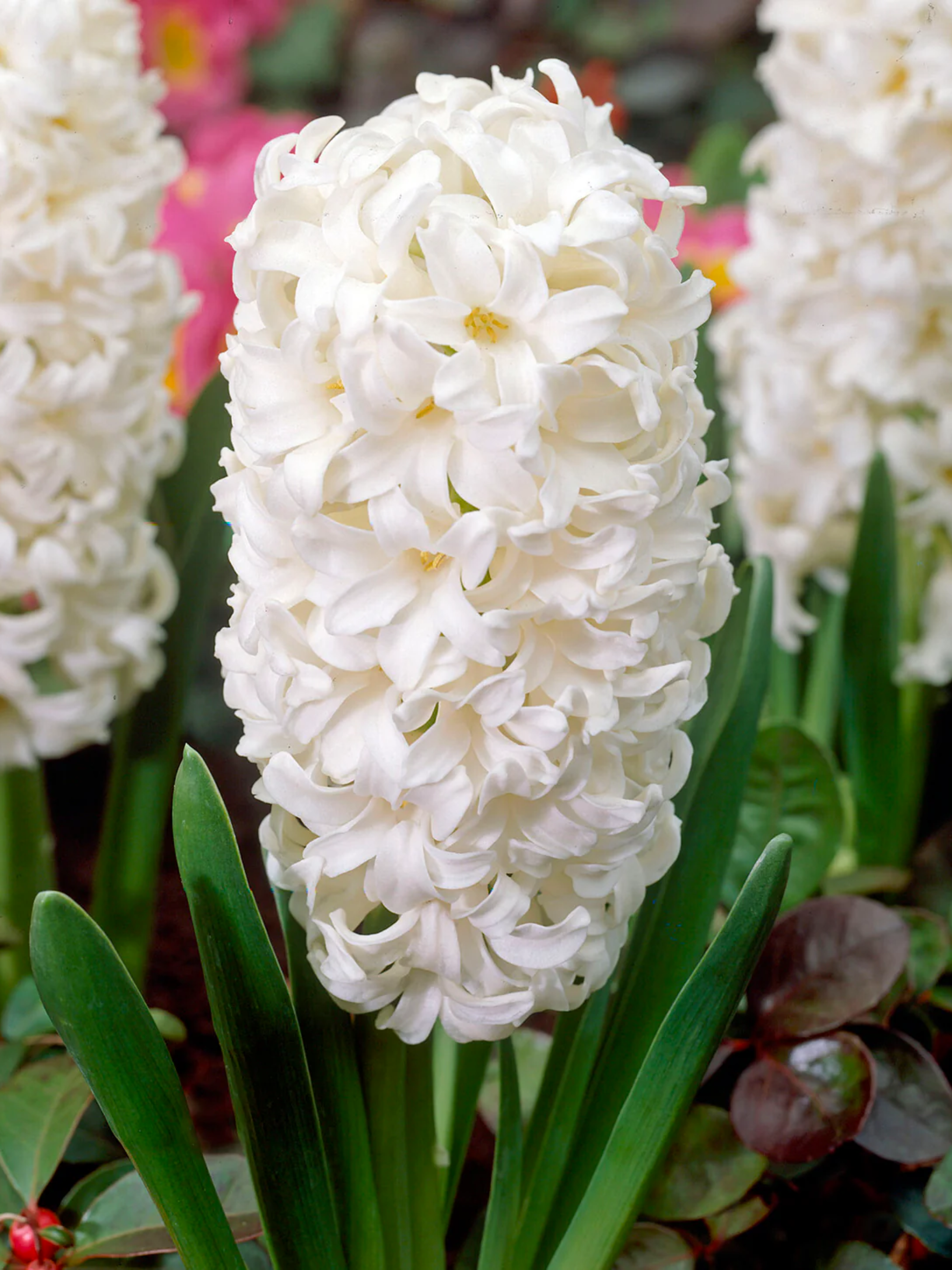 Луковицы цветов Гіацинт White Pearl 2 шт. (4444)