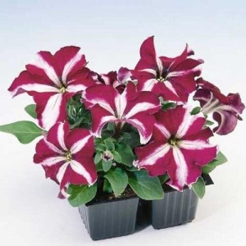 Семена цветов Петуния крупноцветковая Tango Burgundy Star Hem Genetics 500 шт. (BN11176-2)