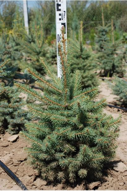 Ялина колюча Кейбаб 2 л