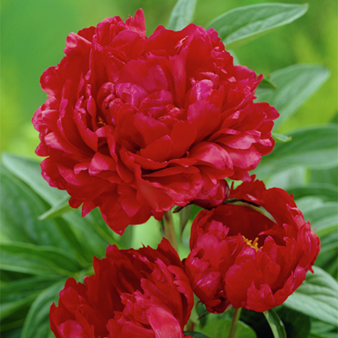 Пион Red Magic Ред Магик (38274707)