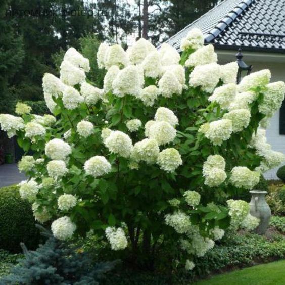 Саженец гортензии метельчатой Hydrangea paniculata Polar bear Р9 (1221354641) - фото 2