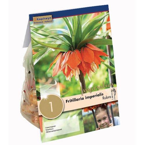Фритиллярия Florium KAPITEYN Imperialis Rubra (15373)