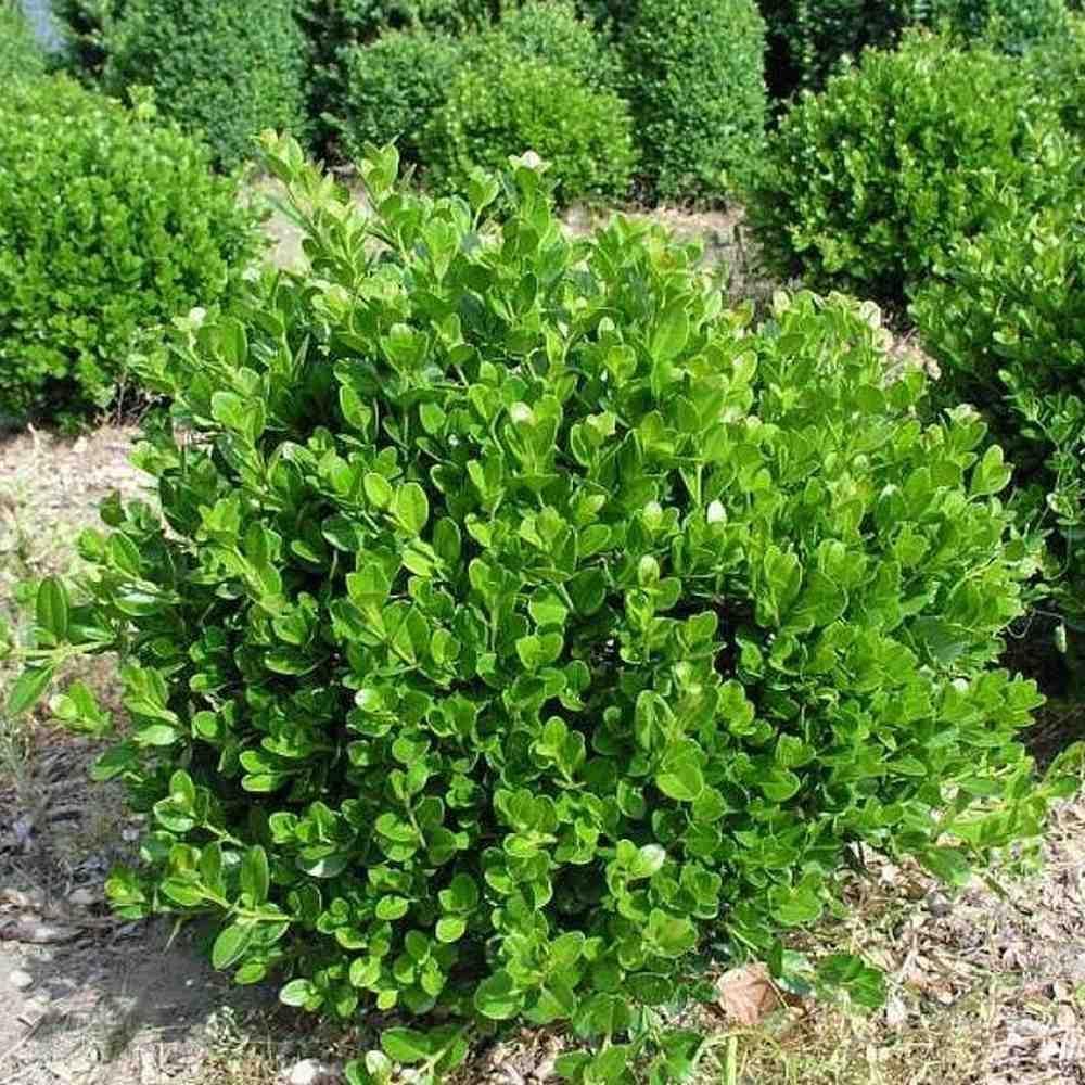 Саженец самшита Faulkner Р9 (1212907887)