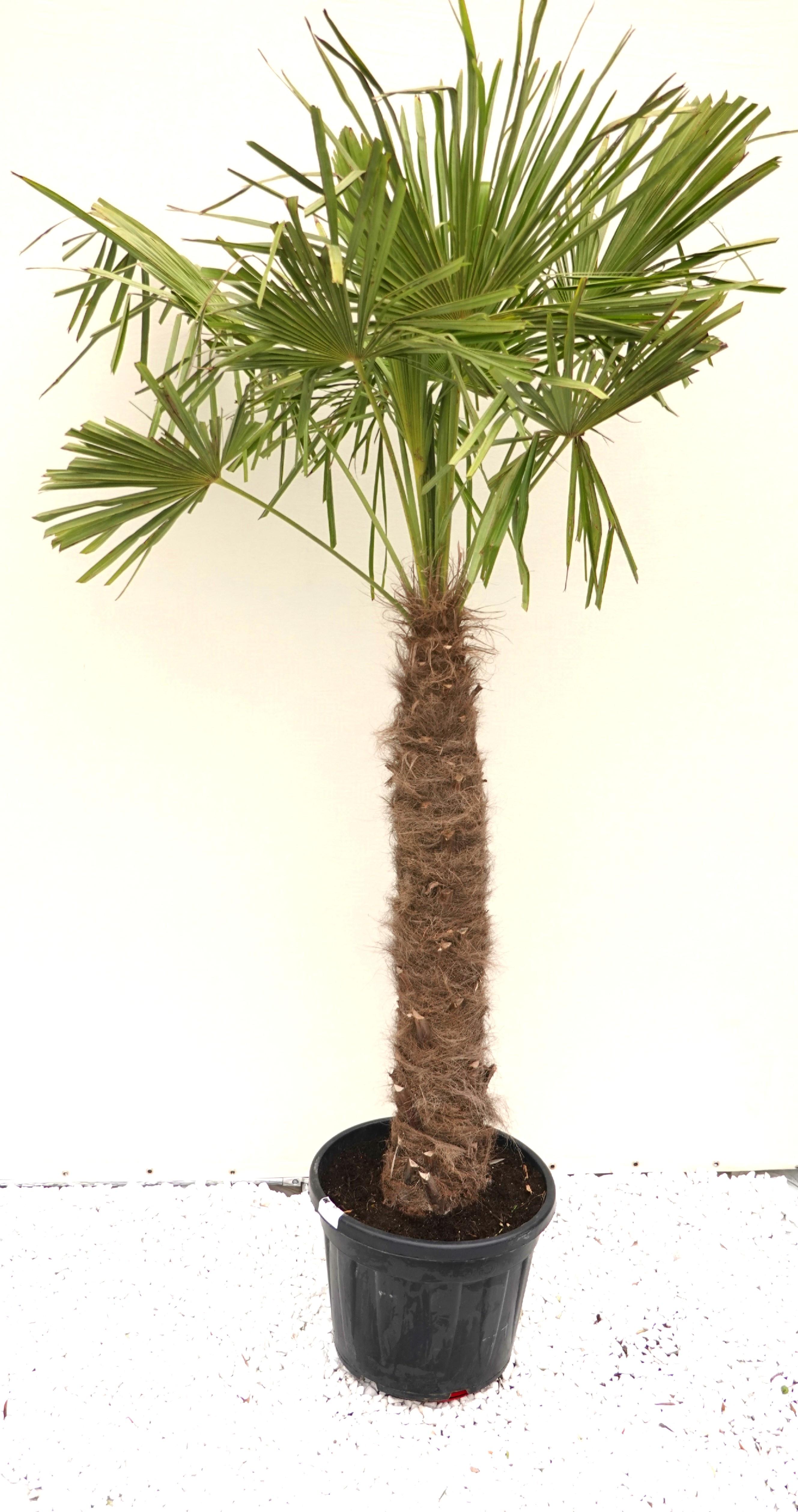 Пальма Trachycarpus Fortunei ствол 120 см горшок 70 л